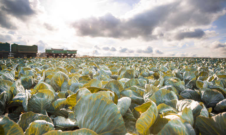 A cabbage field with a tractor.
