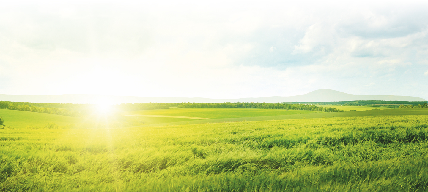 A green meadow with a blue sky.