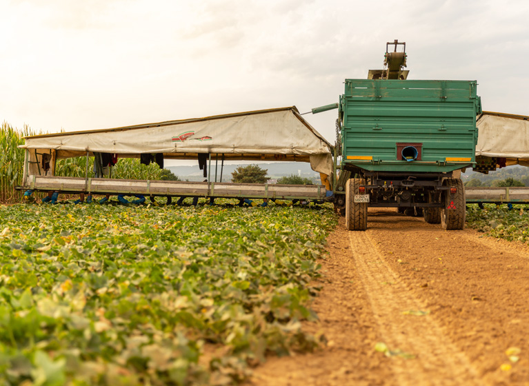 A cucumber flyer on a cucumber field.