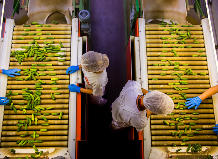 Employees sorting gherkins.