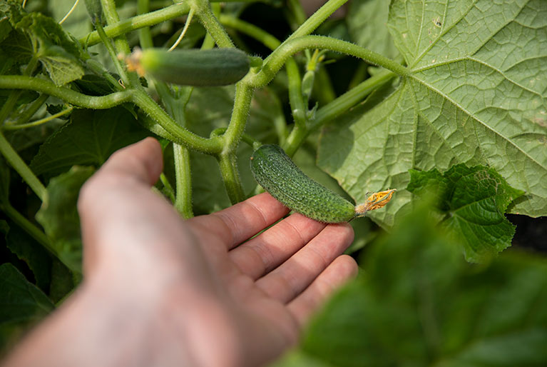 A hand is holding a cucumber.