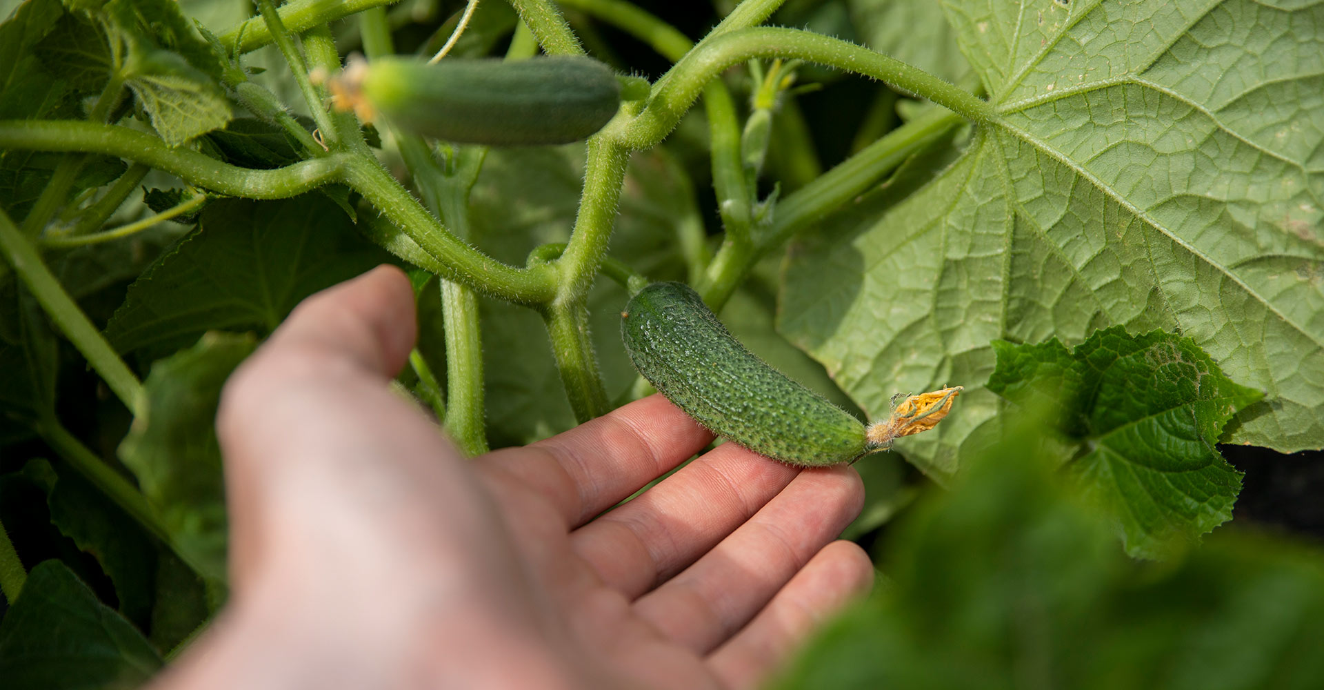 A hand ist holding a cucumber.