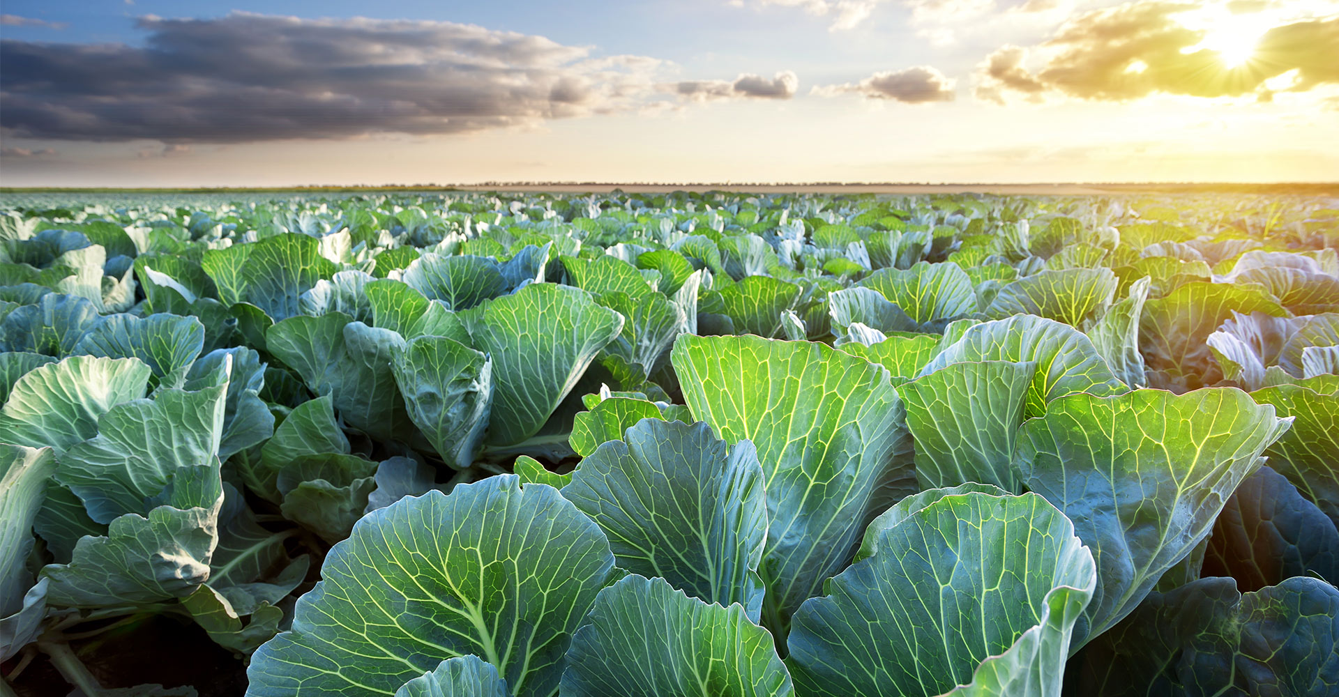 A field of cabbage.