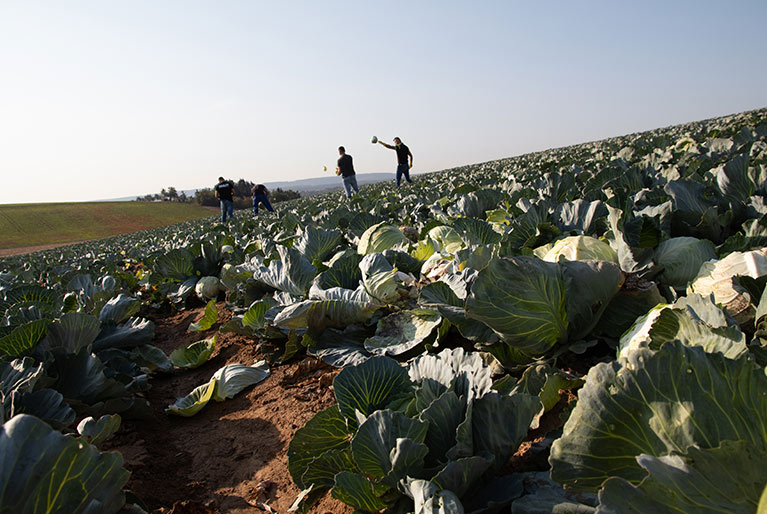 A field of cabbage ist getting harvested by hand.