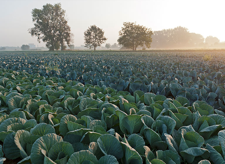 https://www.hengstenberg.com/userFiles/Image/EN/02_Company/Sustainability/Sauerkraut_Production/Kohlfeld_im_Nebel.jpg