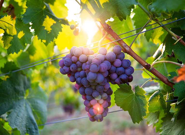 Grapes on a grape plant.