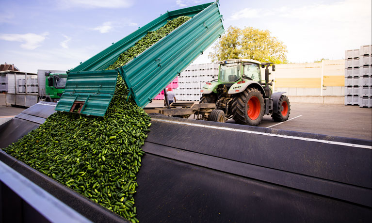 Gherkins getting unload of a tractor.