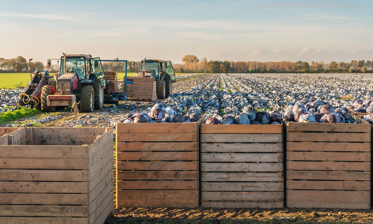 A red cabbage field with a tractor and some filled boxes.