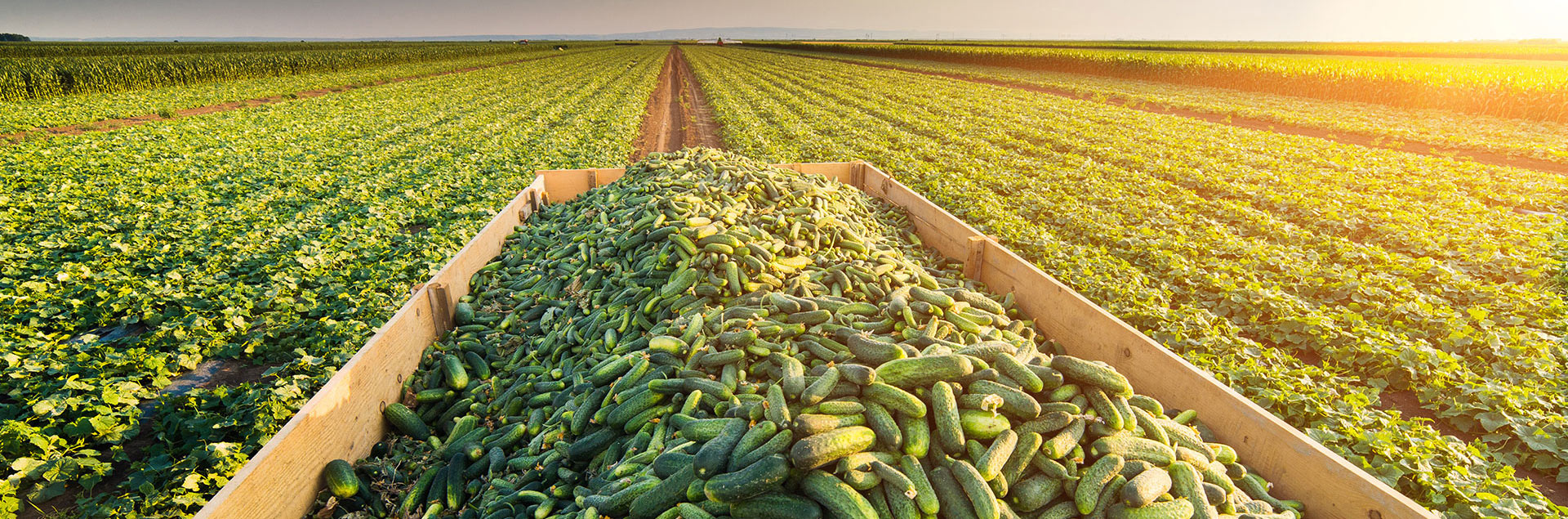 A trailer with cucumbers.