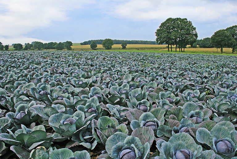 All about red cabbage