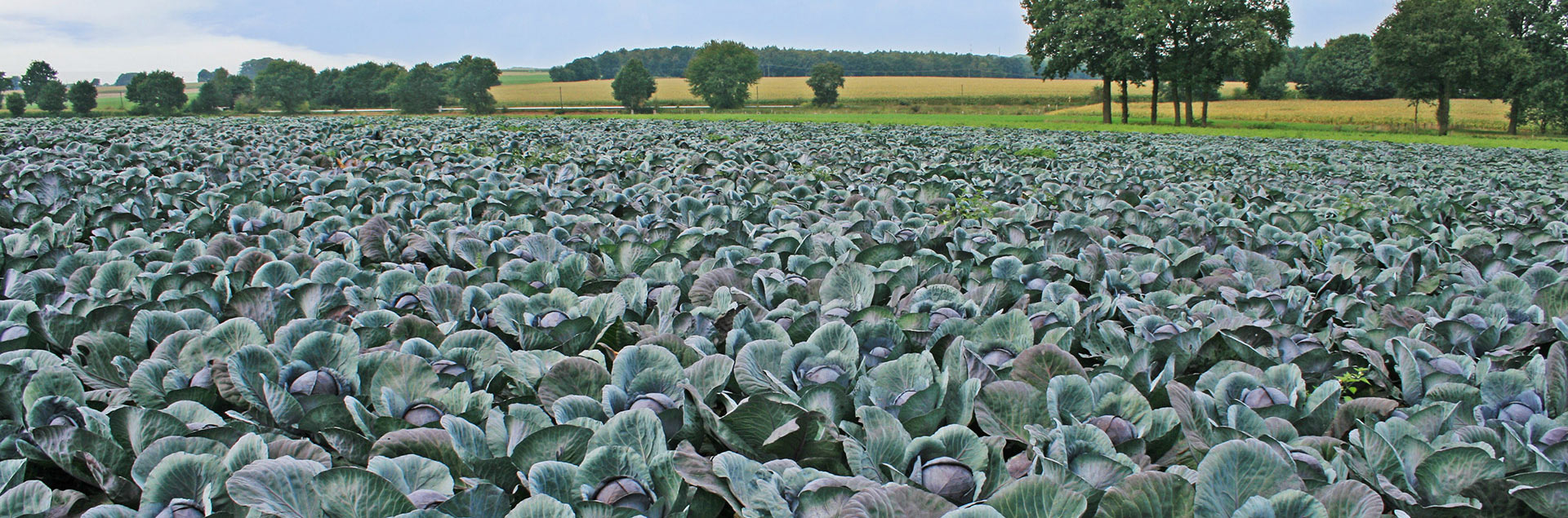 A field of red cabbage.