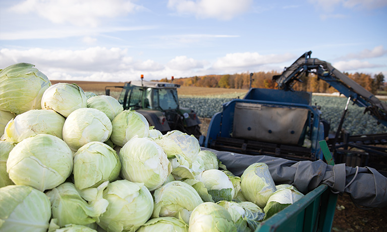 Some cabbage heads on a trailer.