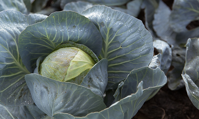 Close-up of a cabbage head.