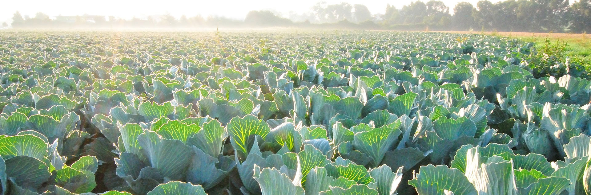 A field of cabbage.